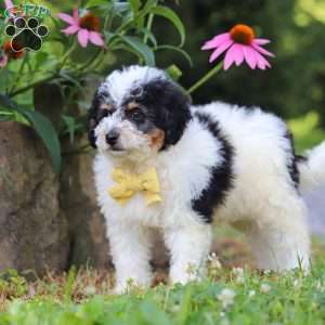 Tundra, Mini Bernedoodle Puppy